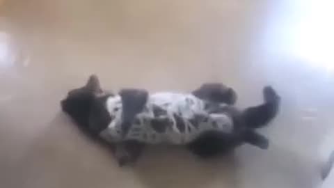 Funny animal