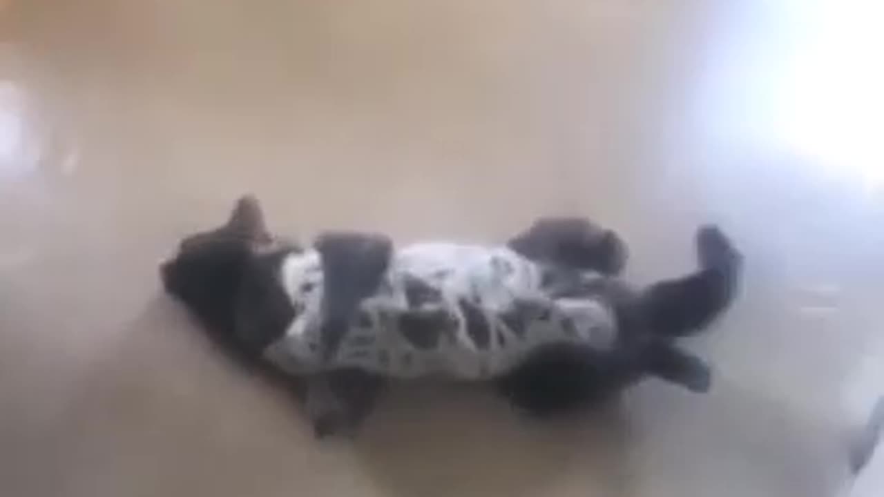 Funny animal