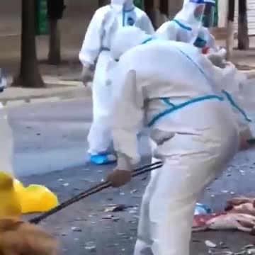 China Kills "Thousands" of Pets as Part of New Lockdown Mesaures