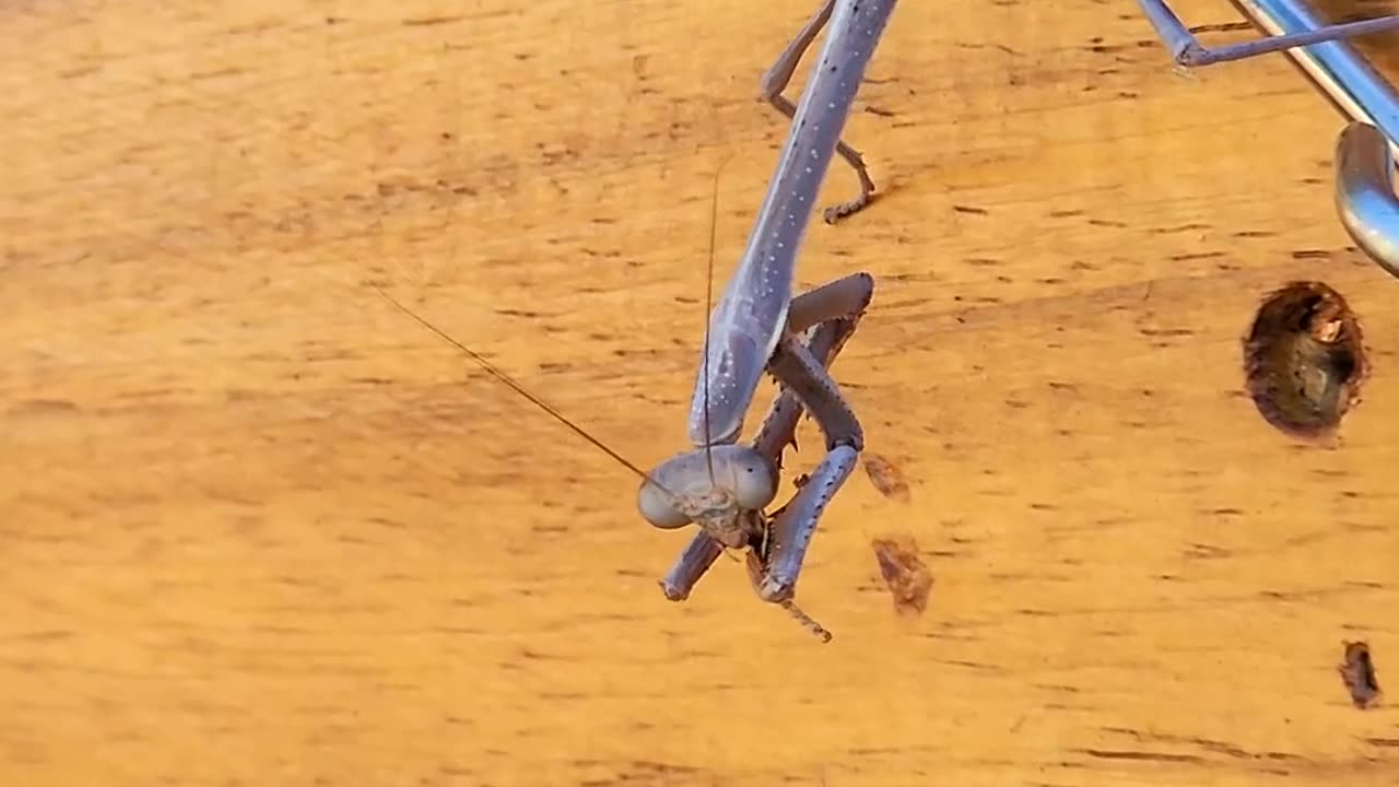 Praying Mantis Catches Bees