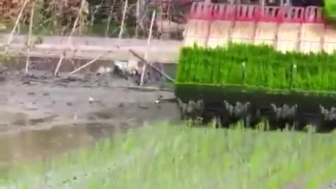 Planting Rice in China