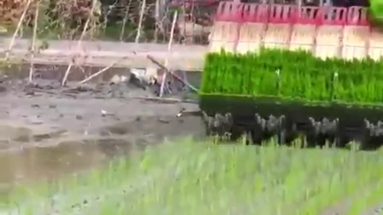 Planting Rice in China