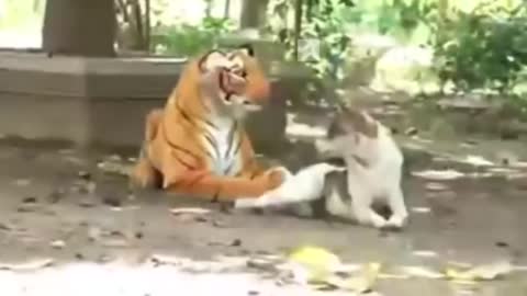 Cute Dogs Meeting a Tiger For the First Time | Super Dog