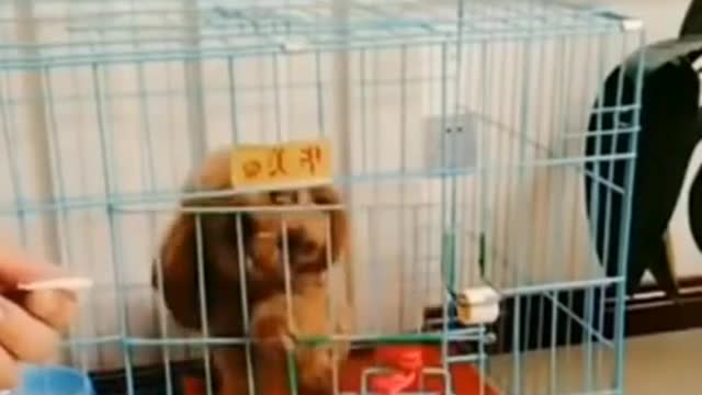 Funny Dog Prank 😂 Funny Dog Videos #Shorts