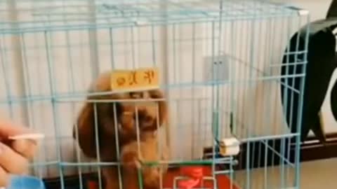 Funny Dog Prank 😂 Funny Dog Videos #Shorts