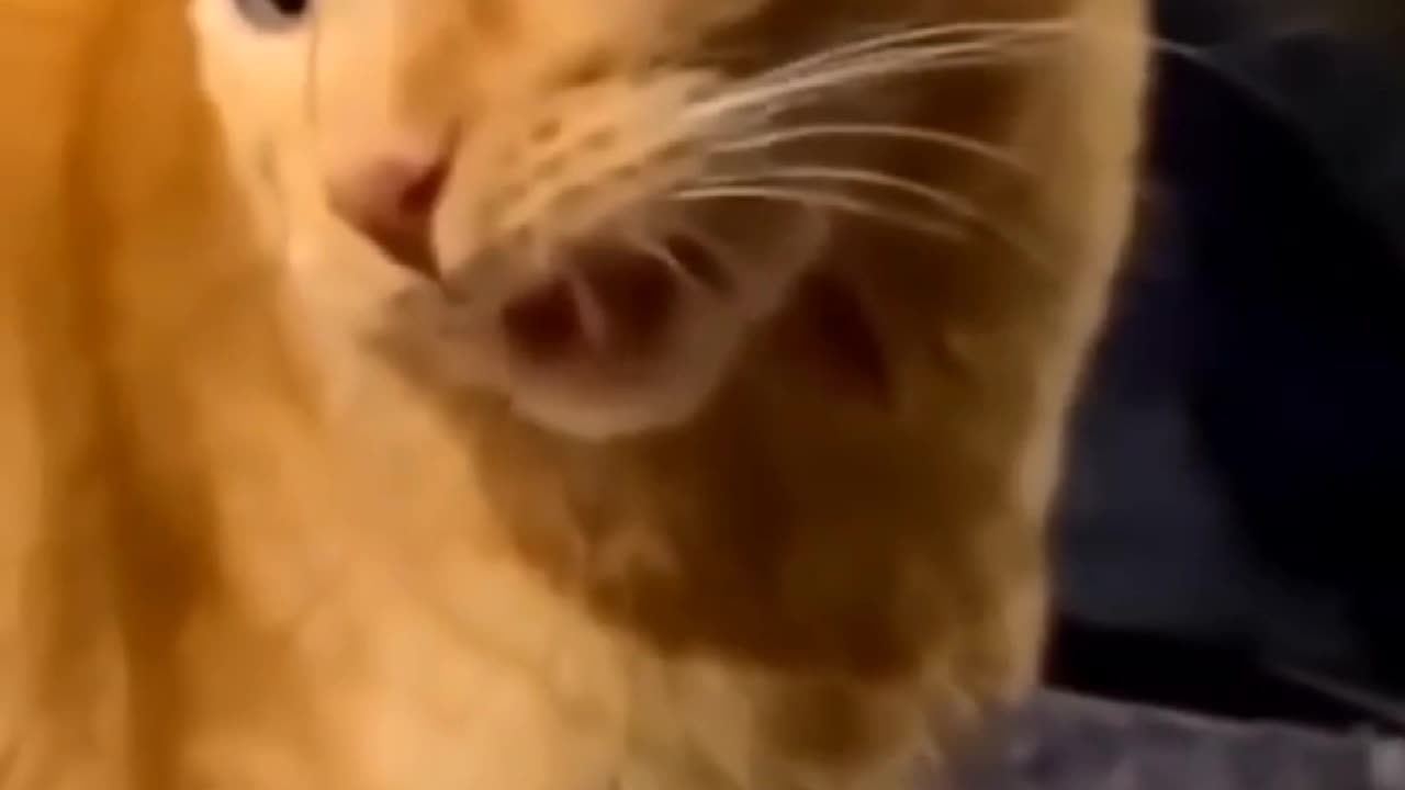 "Furry Frenemies: The Funniest Moments of Cats and Dogs Caught on Camera!"