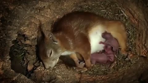 Beautiful cute SQUIRREL giving birth