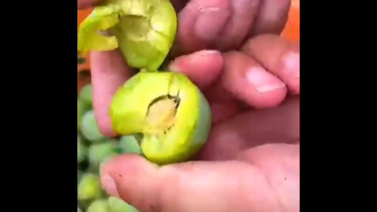 Picking green Plums in nature #fruitgarden