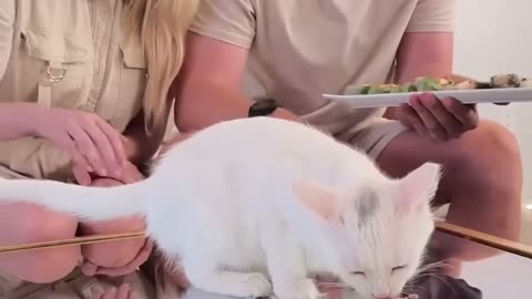 Feeding A Cat $10 Vs $10,000 Sushi.