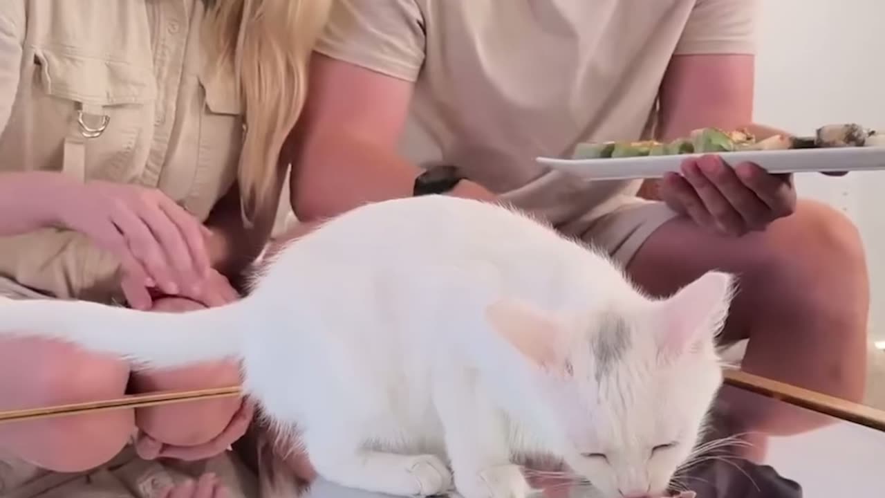 Feeding A Cat $10 Vs $10,000 Sushi.