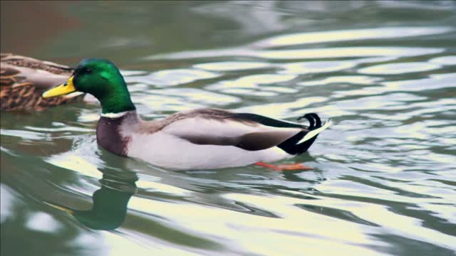 two ducks swimming along water in norway