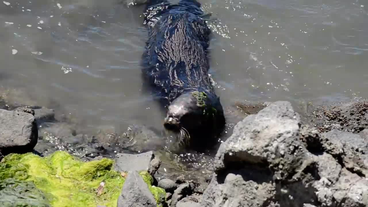 fluff baby sea otter crying for his mom