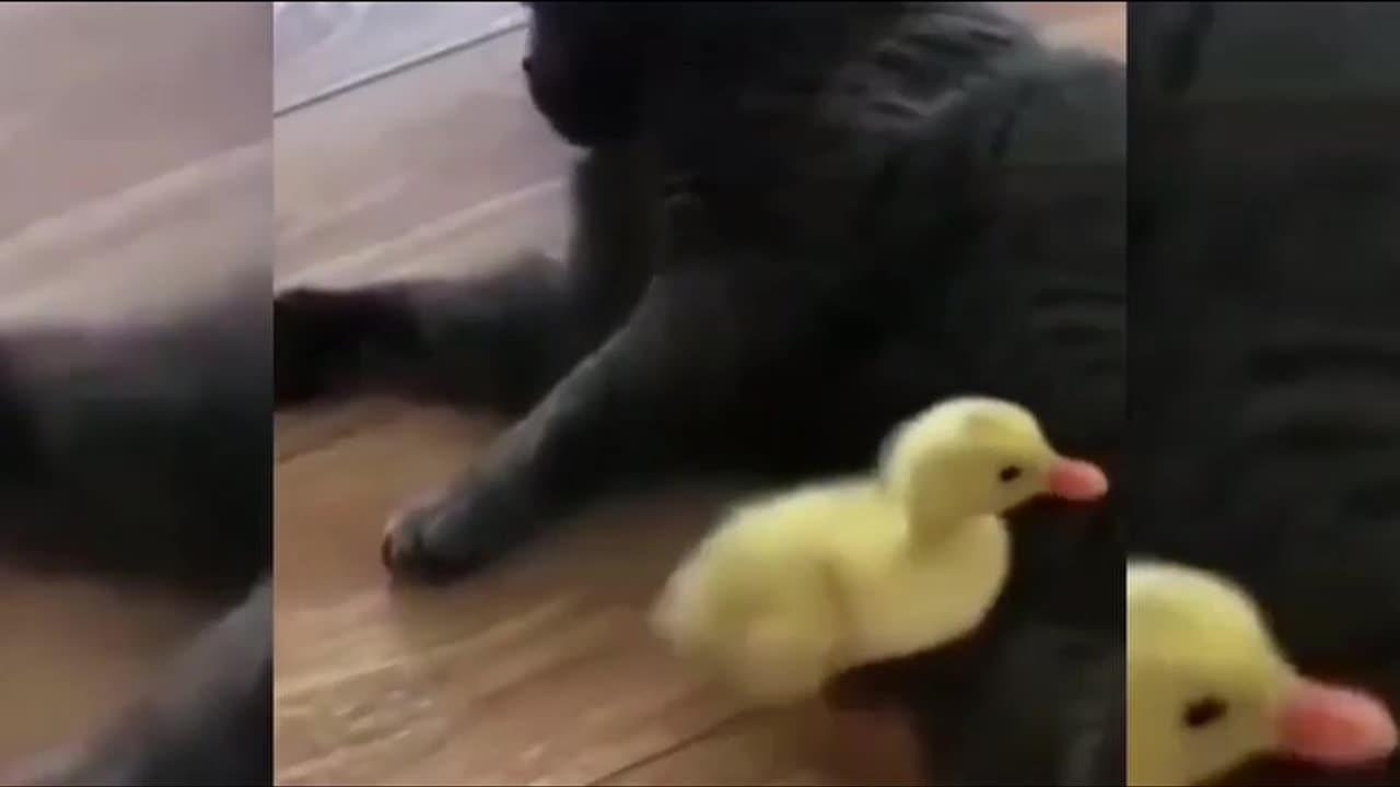Kong fu Cat and Funny Cats