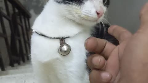 playing with my cute cat