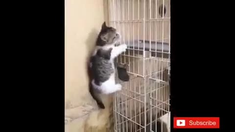 Comedy videos in cat