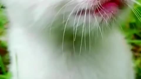cute cat enjoying the free life