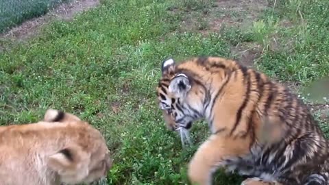 Baby Lion & Tiger playing