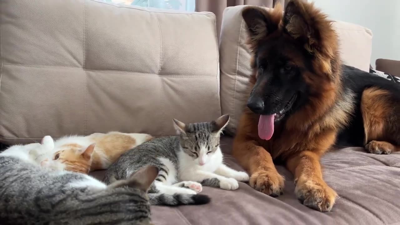 "Canine Curiosity: German Shepherd Encounters Lazy Kittens on the Sofa"