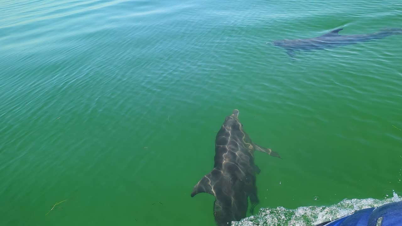 Anclote Key Dolphins