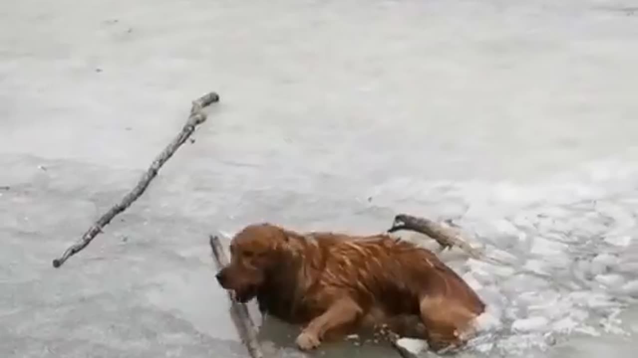 Brave dog 🐕