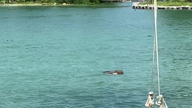 People Swimming on the Beach with their Monkey