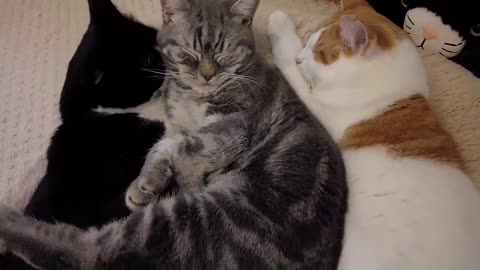 Kitten Loves His Older Brothers