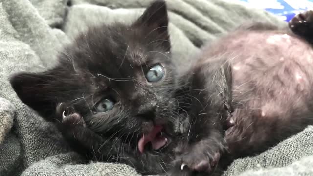 Cute Funny Cats | Cute Baby Cats | Cute funny Dogs | #128 | ZIAQMER