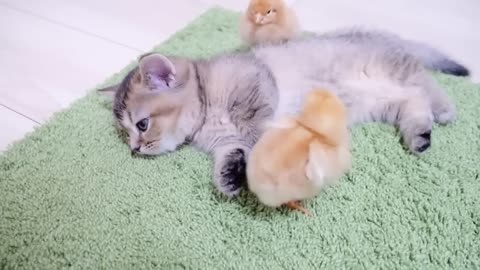 Sleepy kitten VS Chicks who want to play