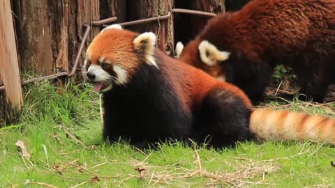 The cute tongue of the little panda