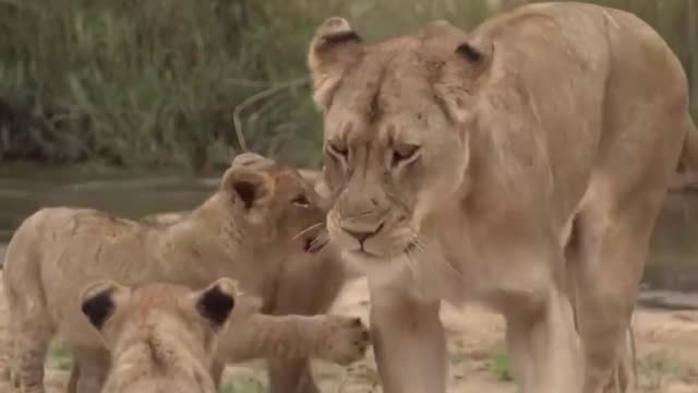 South africa forest mother lion