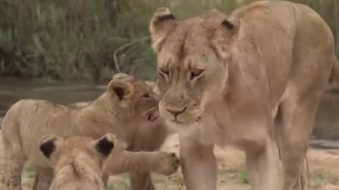 South africa forest mother lion