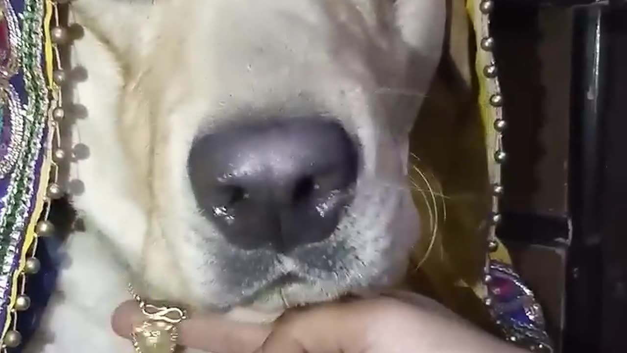 Dogs wedding 💍 Funny animal video 🤣