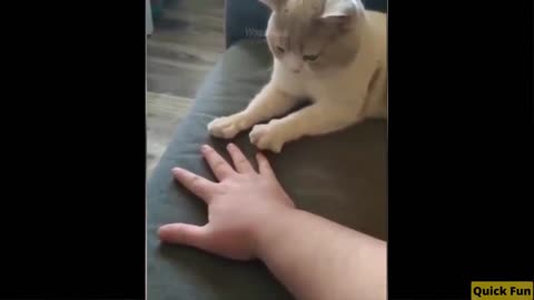 Dogs and Cats, Baby Pets Funny Video