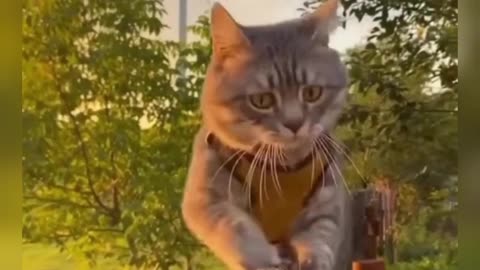 Funny cat and. Dogs video 😂😊😂