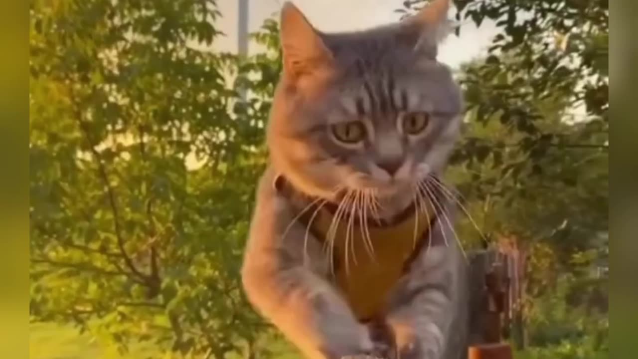 Funny cat and. Dogs video 😂😊😂