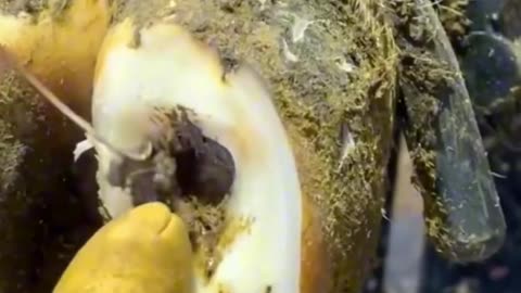 giant rock stuck in cow hoof #satisfying #hoof #trimming #asmr #animals #animal #cow #hoofcare