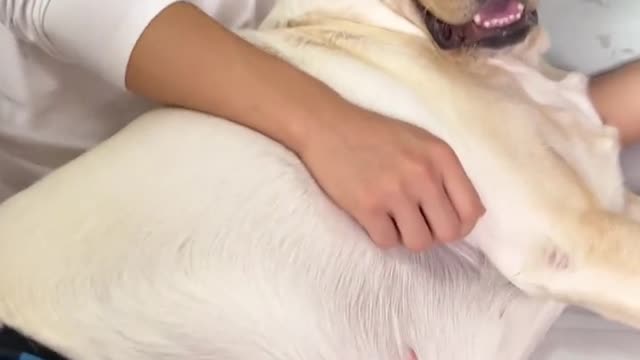This dog can't afford to play, he's lying on the ground with his skin