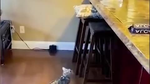 FUNNY ANIMALS VIDEOS TRY NOT TO LAUGH 🤣 | FUNNY CATS | FUNNY DOGS |