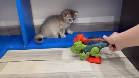 new fanny animals video