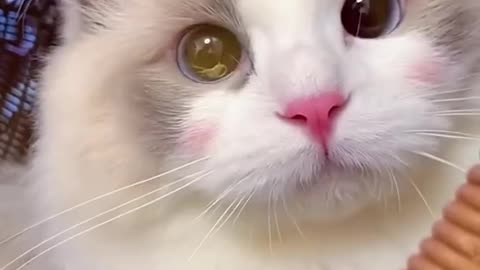 Adorable Cat