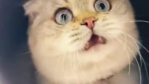 Cute and Funny Cat Videos to Keep You Smiling 2