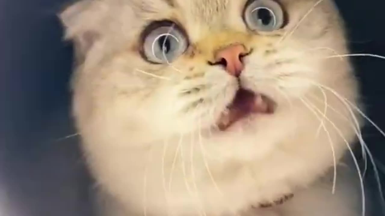 Cute and Funny Cat Videos to Keep You Smiling 2