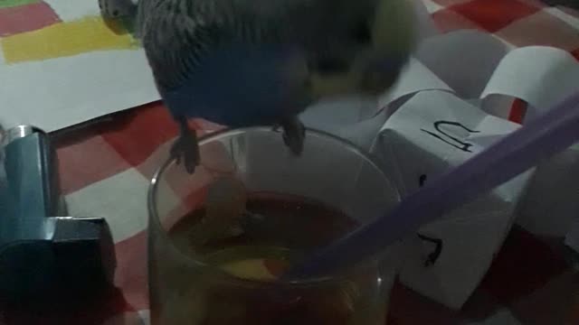 Parakeet like to play with almost anything