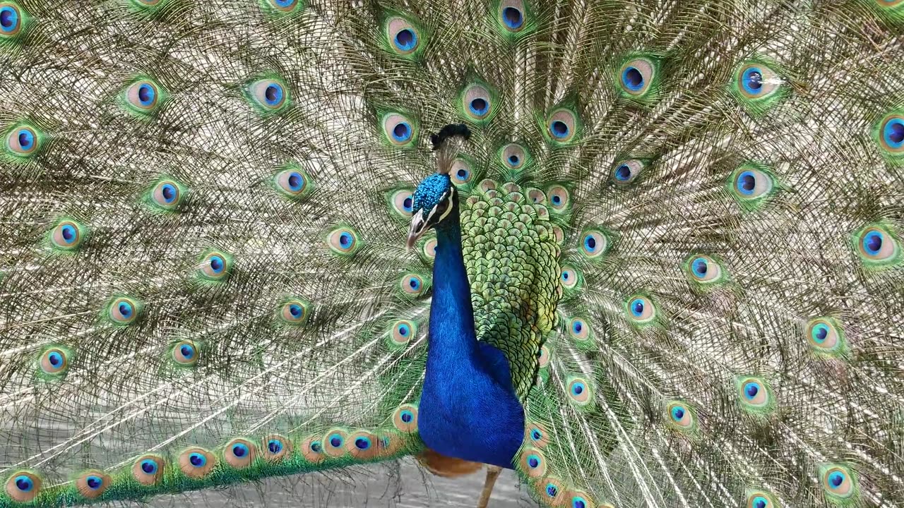 Peacock