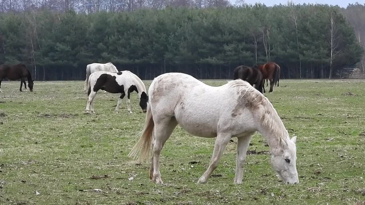 The Horse Gray Horse Pony Animals Horse Mammal