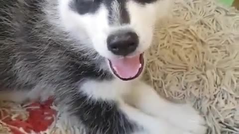 Curious about everything, husky