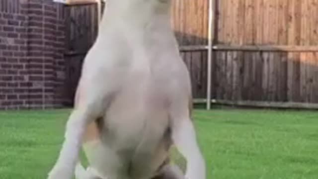 10 useful tips to train your dog II see link in description #dogtraining
