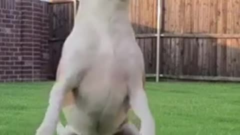 10 useful tips to train your dog II see link in description #dogtraining
