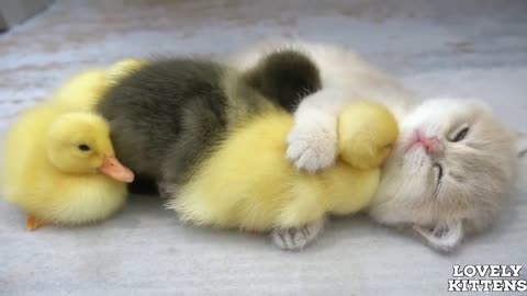 Lovely Kittens with cute duckling