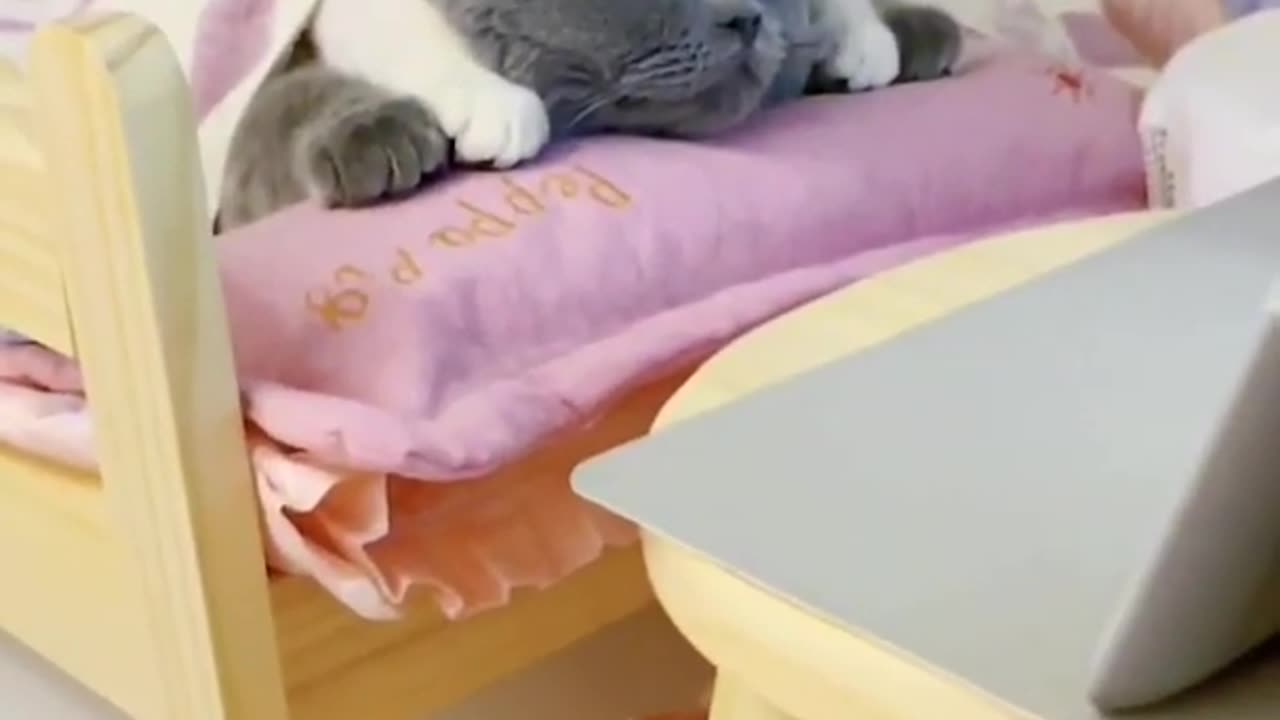 Cute cat chill time 😎